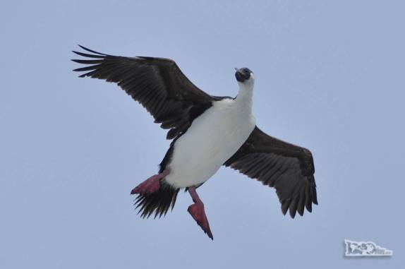 Um rock shag manobra durante o voo sobre o Sea Spirit próximo a Shag Rocks, entre Falkland e Geórgia do Sul